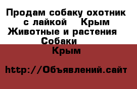  Продам собаку охотник с лайкой  - Крым Животные и растения » Собаки   . Крым